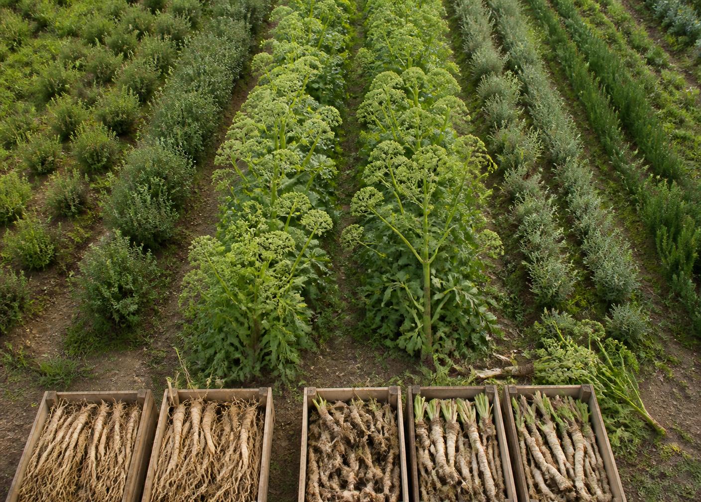 Rows of aromatic plants with harvested roots in wooden crates at the field edge
